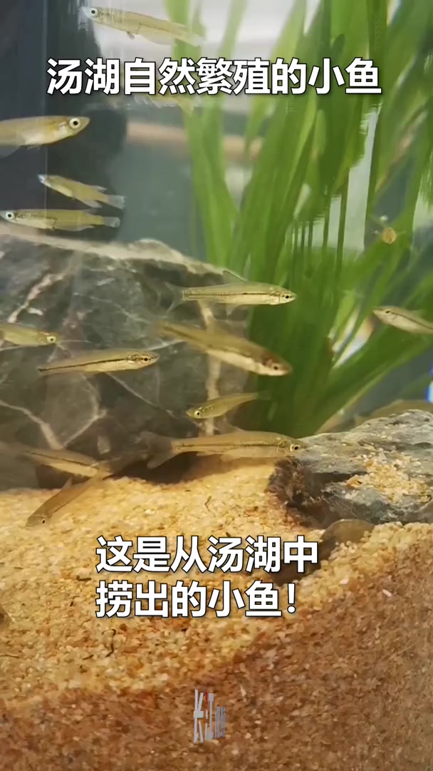 汤湖自然繁殖的小鱼