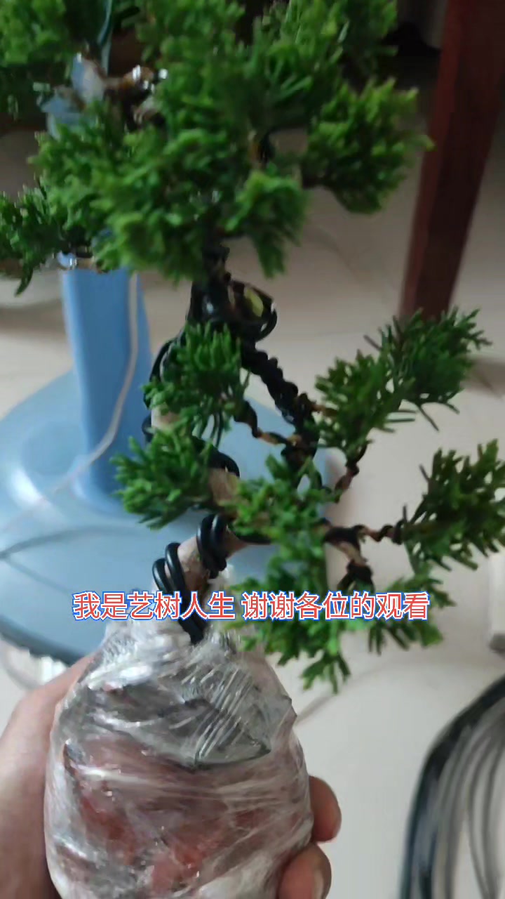 八房米叶系鱼川真柏造型