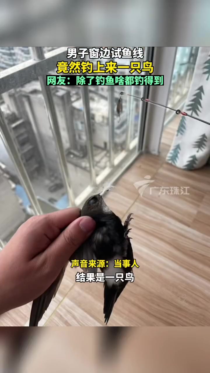 5月27日四川绵阳,男子窗边试鱼线,竟然钓上一只鸟。网友:除了钓鱼啥都钓得到