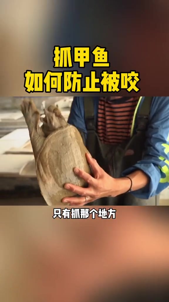 徒手抓甲鱼!如何才能不被咬 甲鱼 水产养殖