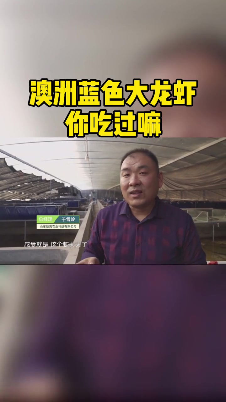 澳洲蓝色大龙虾!你吃过吗?蓝色龙虾