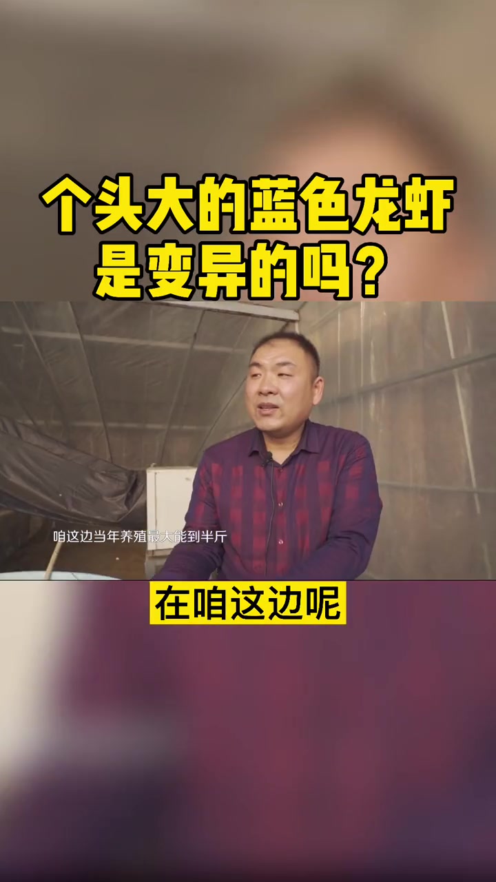 个头大的蓝色龙虾,这是变异的吗?蓝色龙虾