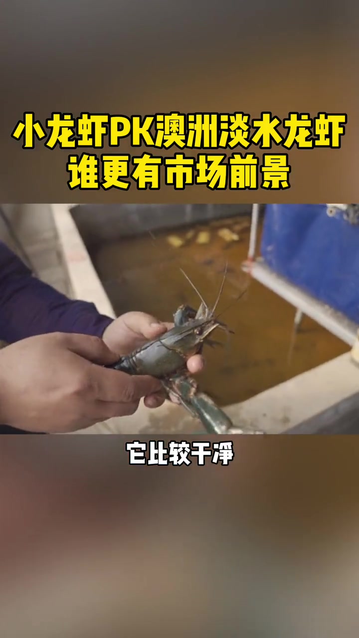 小龙虾PK澳洲淡水龙虾 谁更有潜力 创业 水产养殖