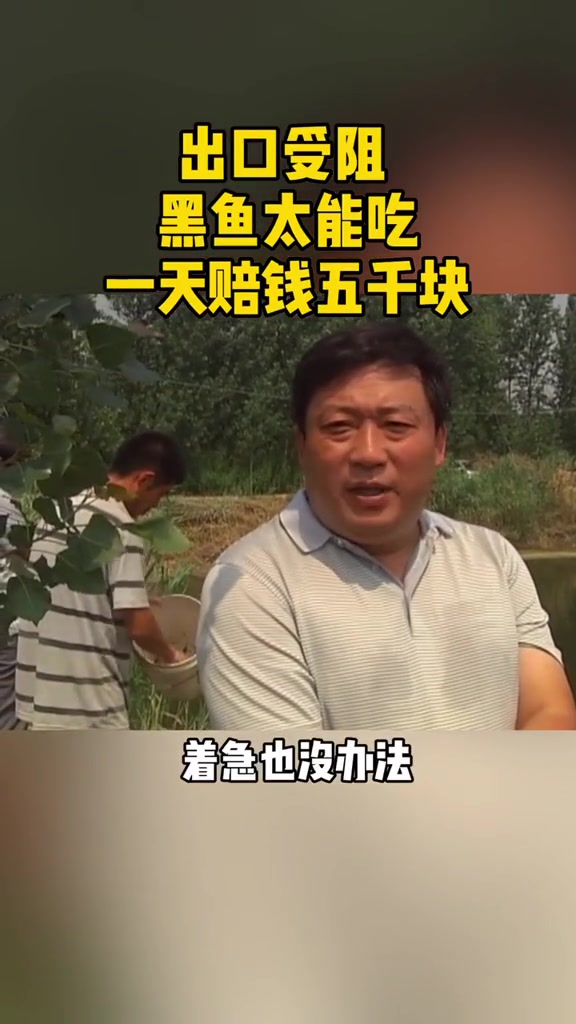 养殖有风险!养黑鱼他曾一年赔钱几十万 水产养殖 黑鱼