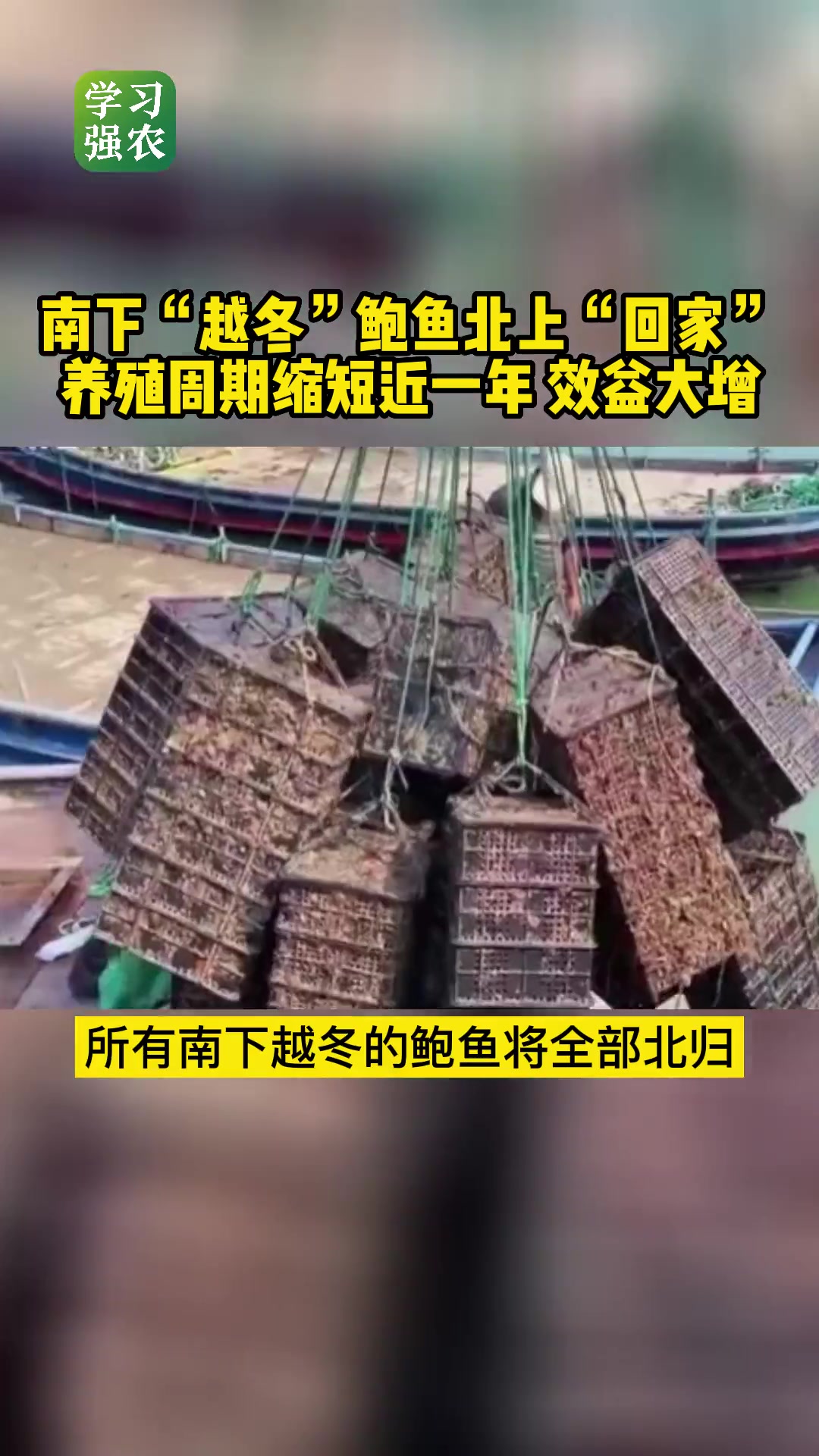 南下越冬 鲍鱼 北上“回家”,养殖周期缩短近一年,效益大增 效益