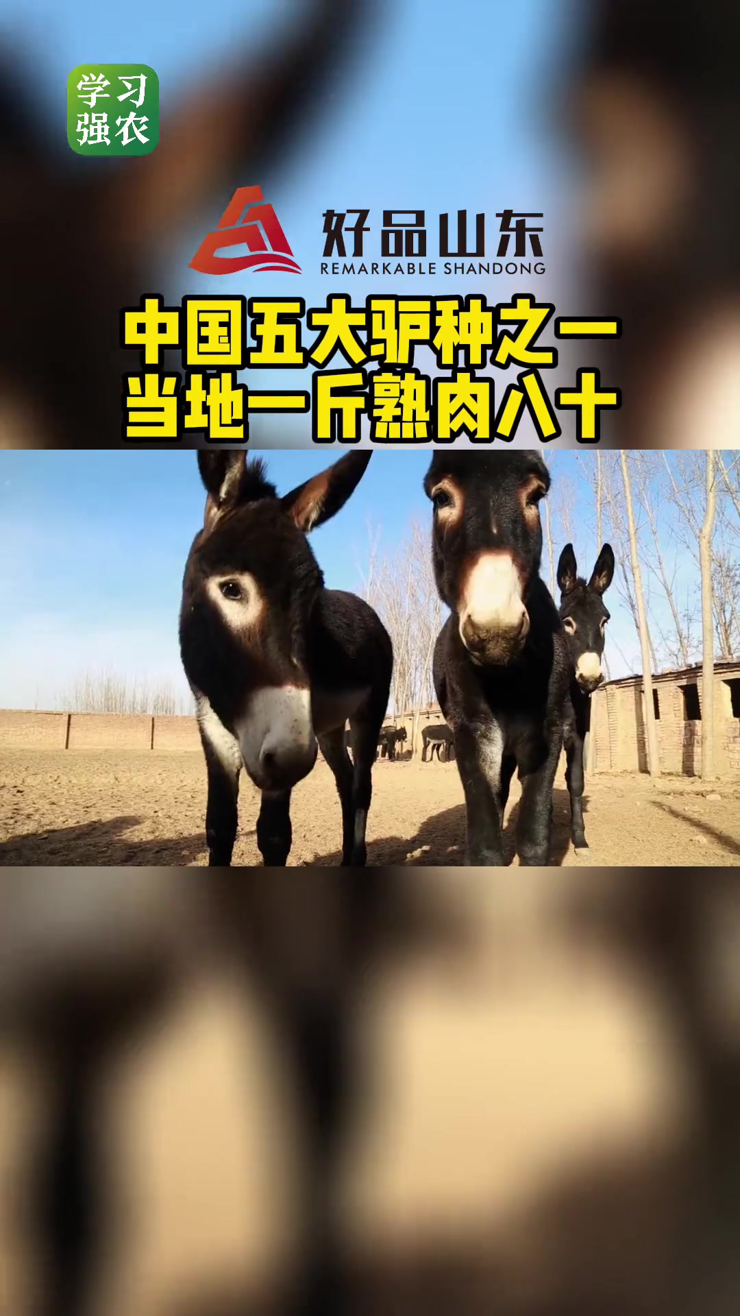 第202集|咱山东德州小黑驴做的保店驴肉,就是香!驴肉 好品山东