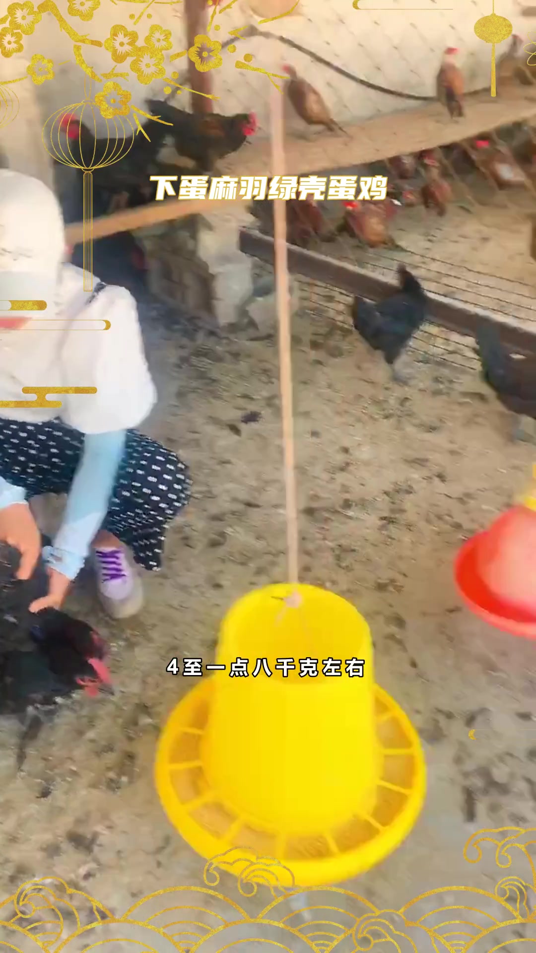 下蛋麻羽绿壳蛋鸡