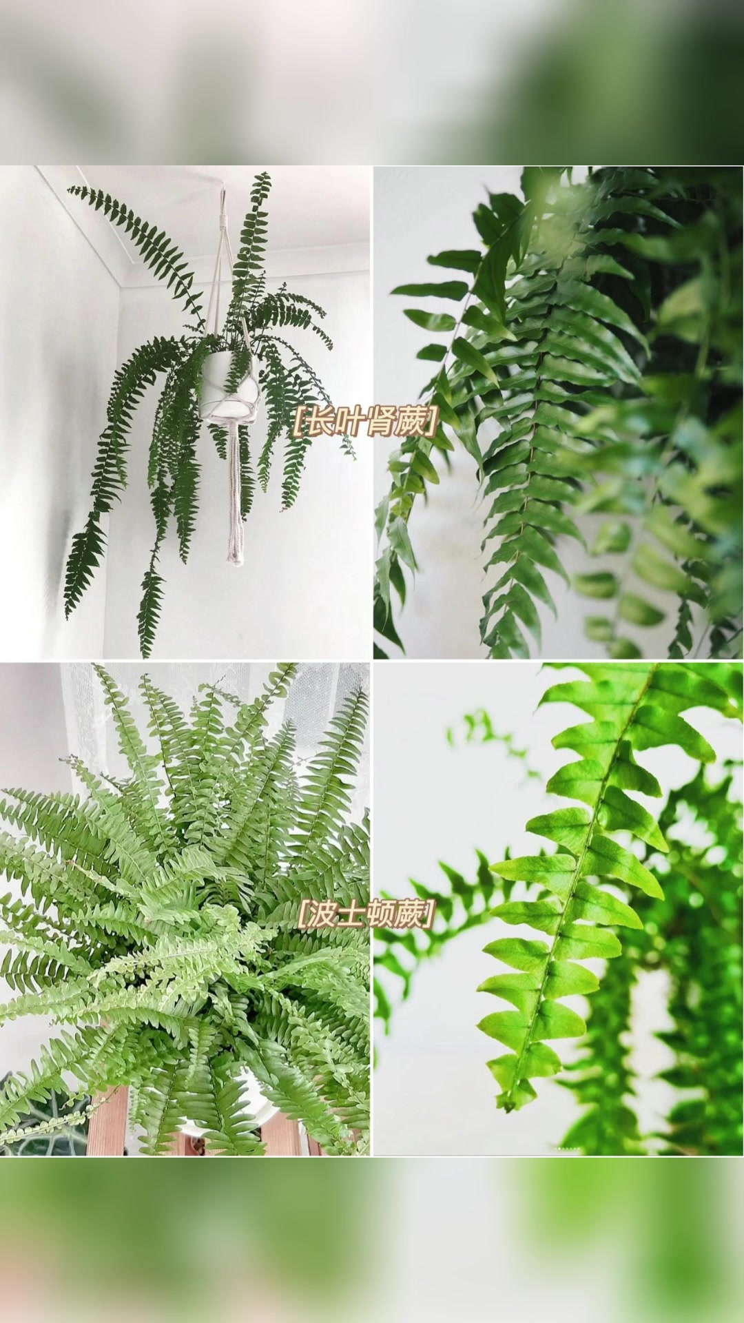 18种火遍全网的海芋