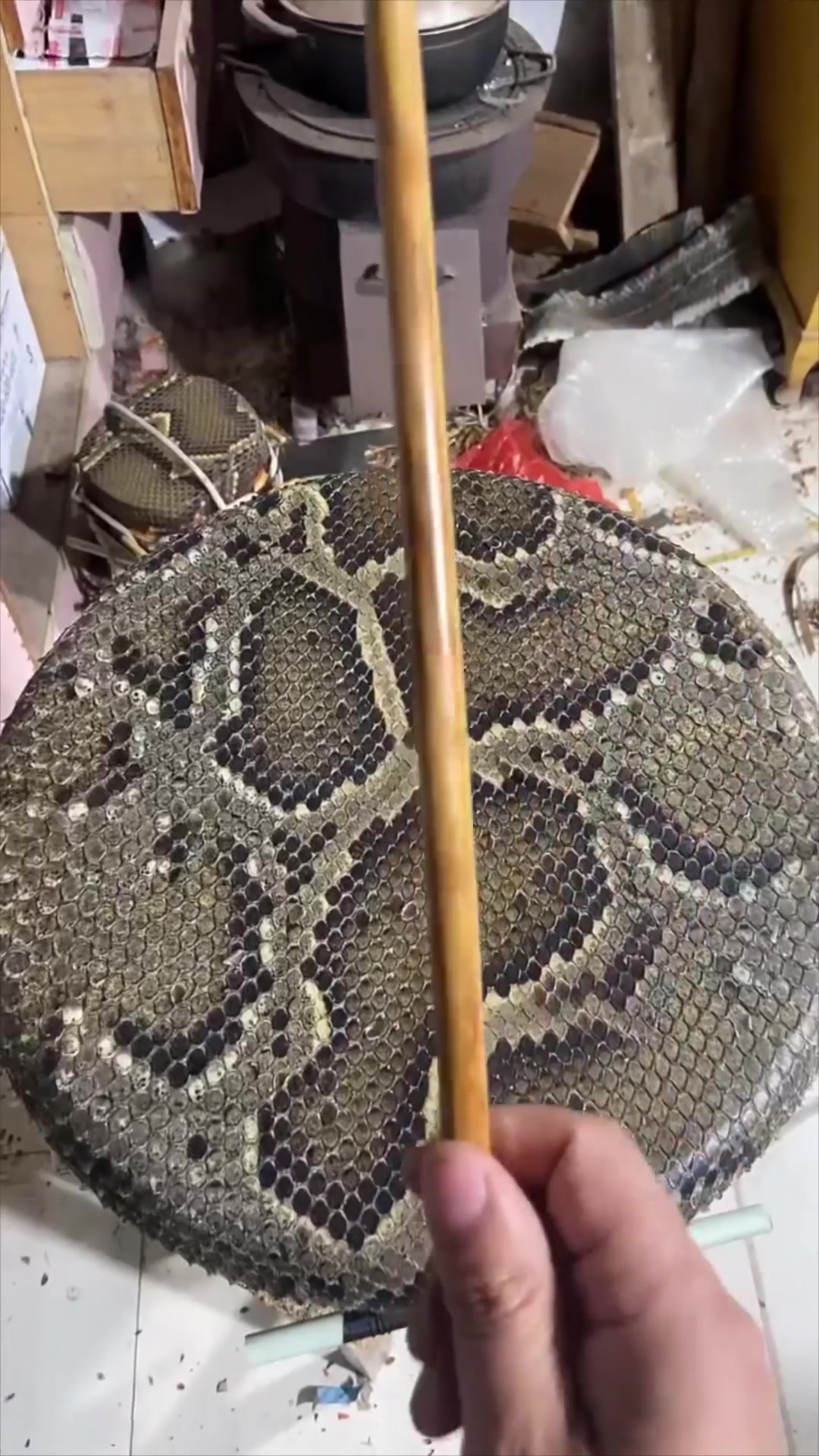 头一次见蟒皮手鼓,纯手工制作,给手艺点个赞!