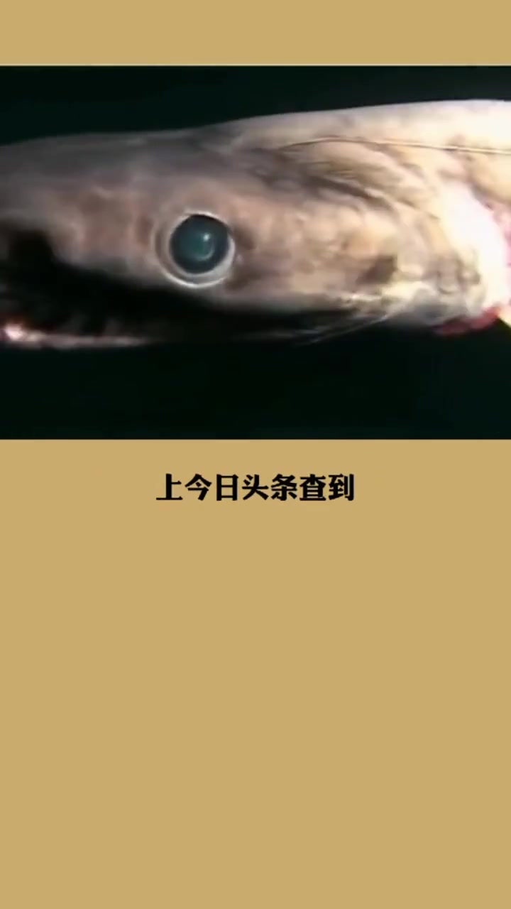 没有灭绝的史前鲨鱼!