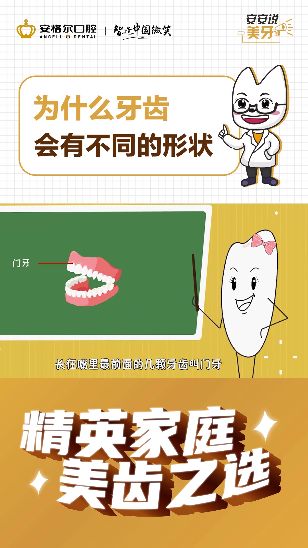 安格尔口腔牙齿科普:为什么牙齿会有不同的形状?