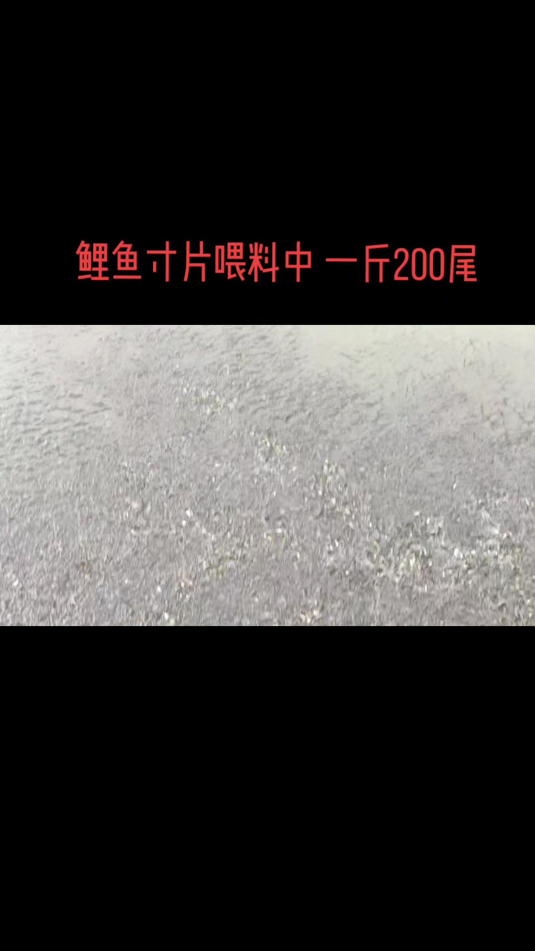 郑州鱼苗鲤鱼苗寸片