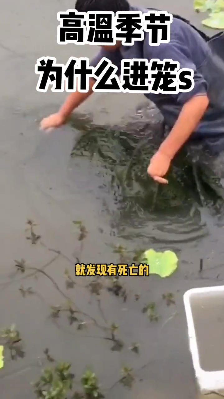 高温季节小龙虾为什么会进笼死