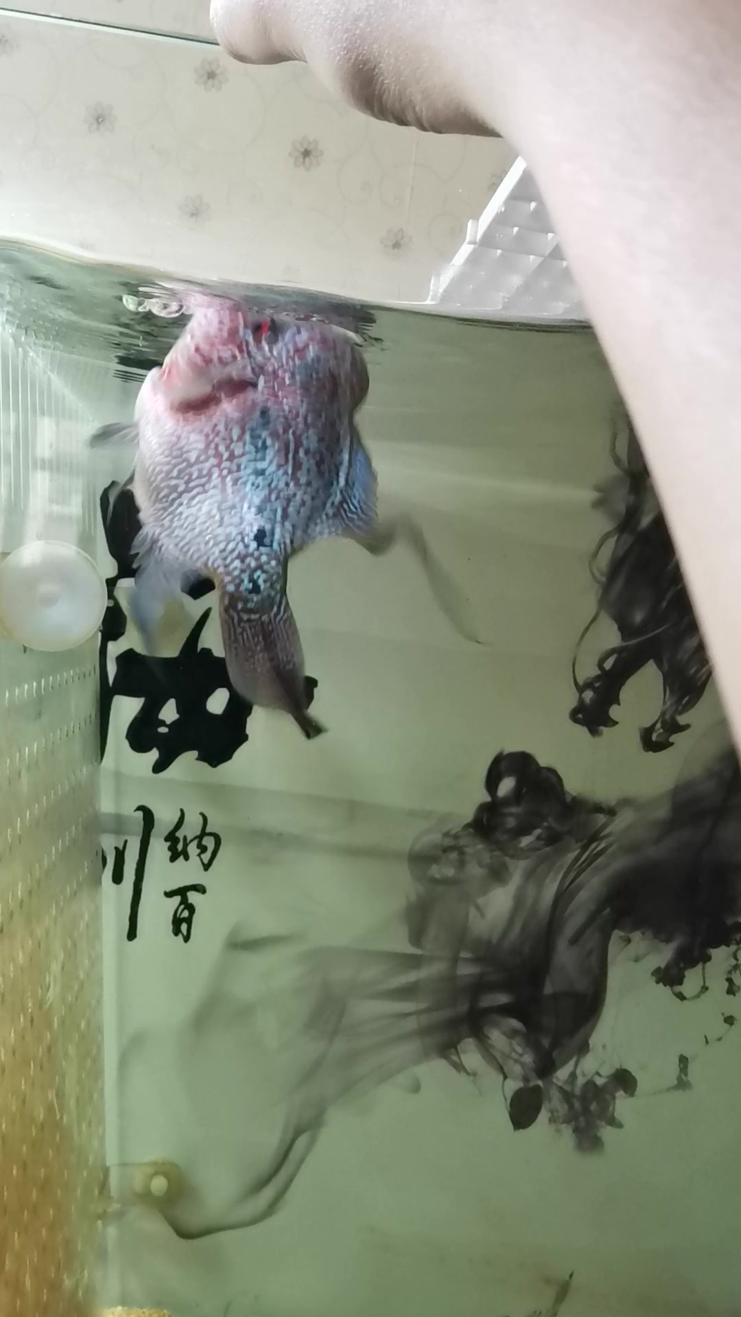 非极品小罗汉鱼2个多月了,长的快,也起头了,很活跃,个人喜欢