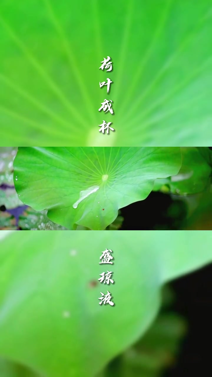 荷叶成杯盛琼液,曲水鱼戏盘素珠 荷塘美景 绿色青浦 好运莲莲 夏日荷花