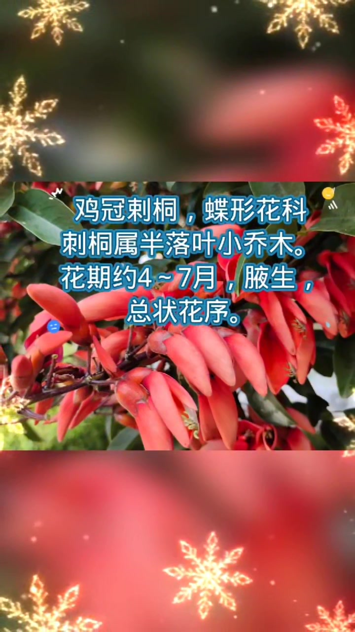 带你认识一种植物——鸡冠刺桐