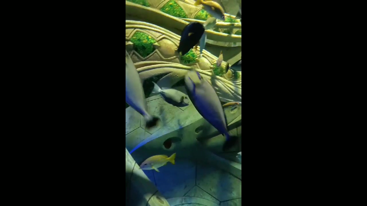 三亚亚特兰蒂斯海洋世界外形奇特的长吻鼻鱼!