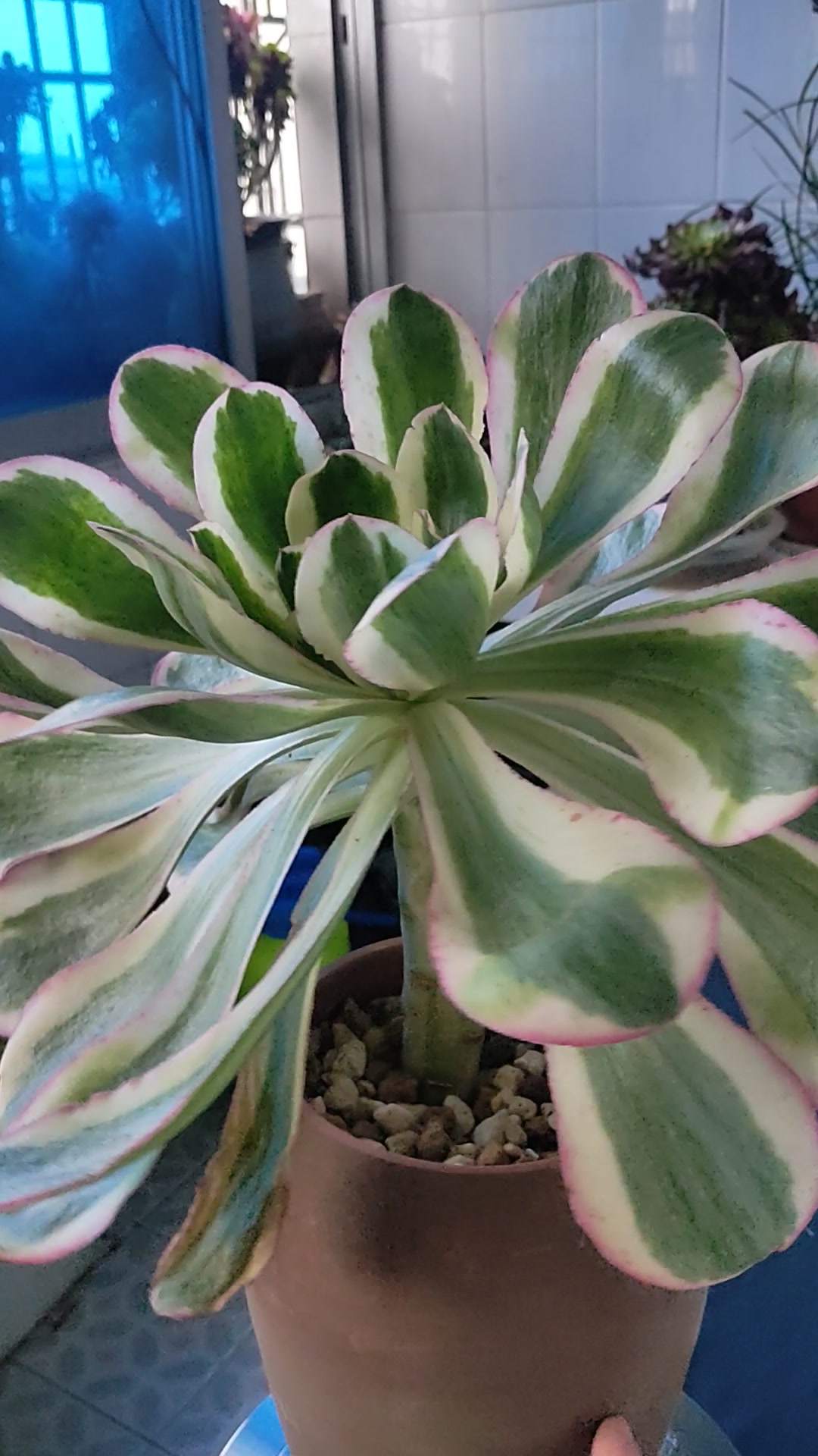 多肉法师舞天姬,粉黛花脸