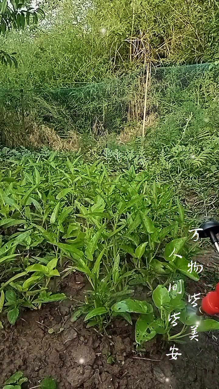 空心菜长虫子了,我用小苏打1克加米醋100克兑水斤喷洒