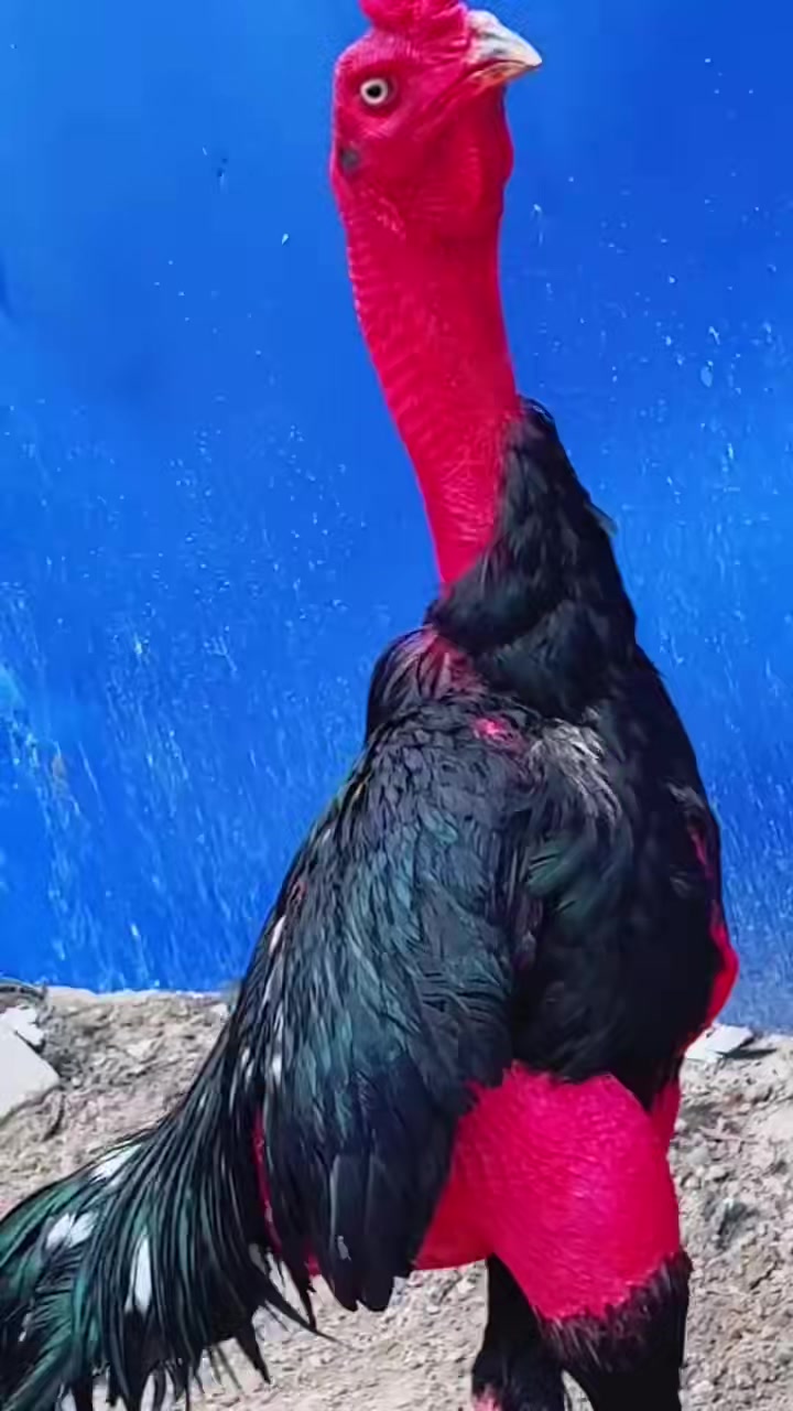 没毛的斗鸡重七斤左右