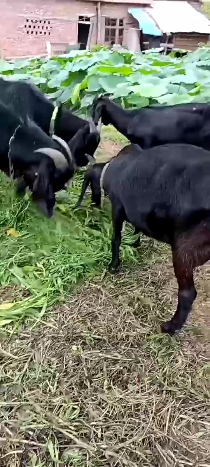 小伙家的羊,无忧无虑的吃着青草