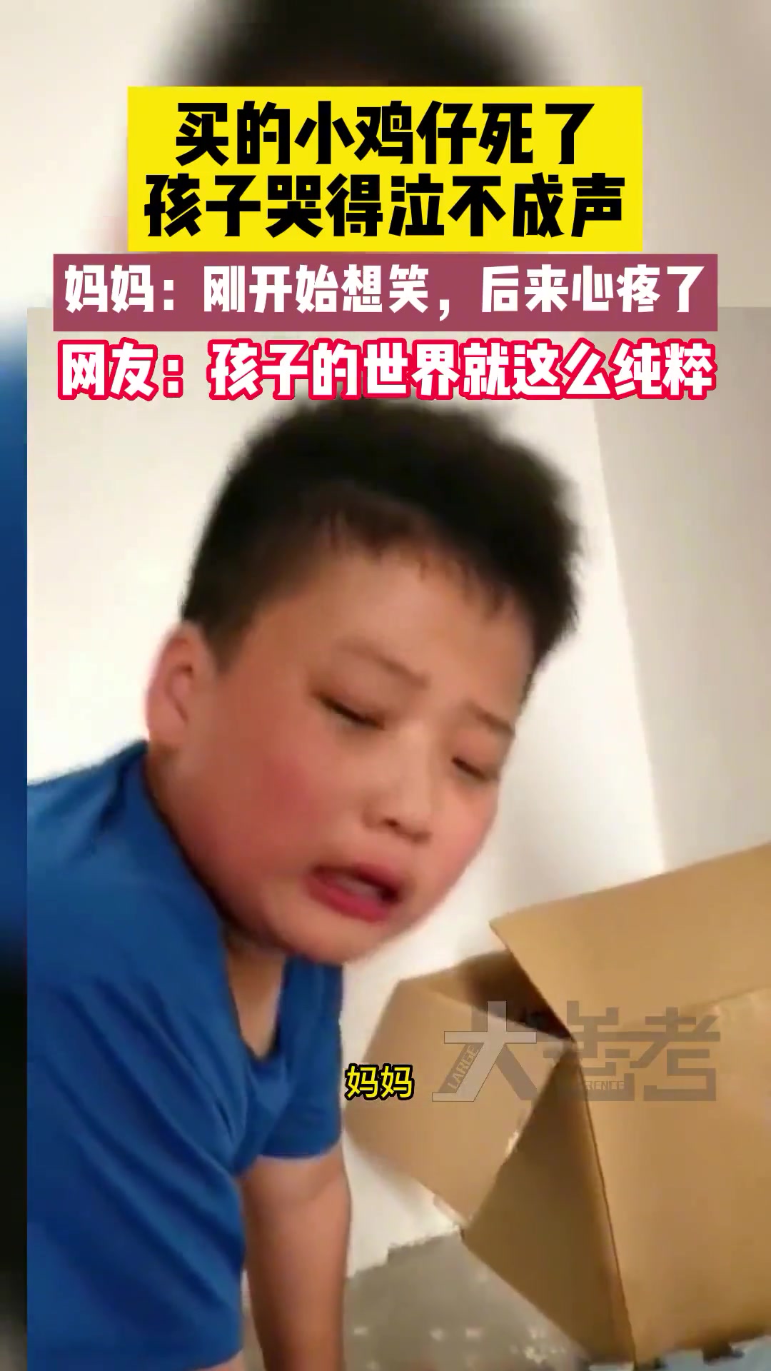 买的小鸡仔死了,孩子哭得泣不成声,妈妈:刚开始想笑,后来心疼了。网友:孩子的世界就这么纯粹