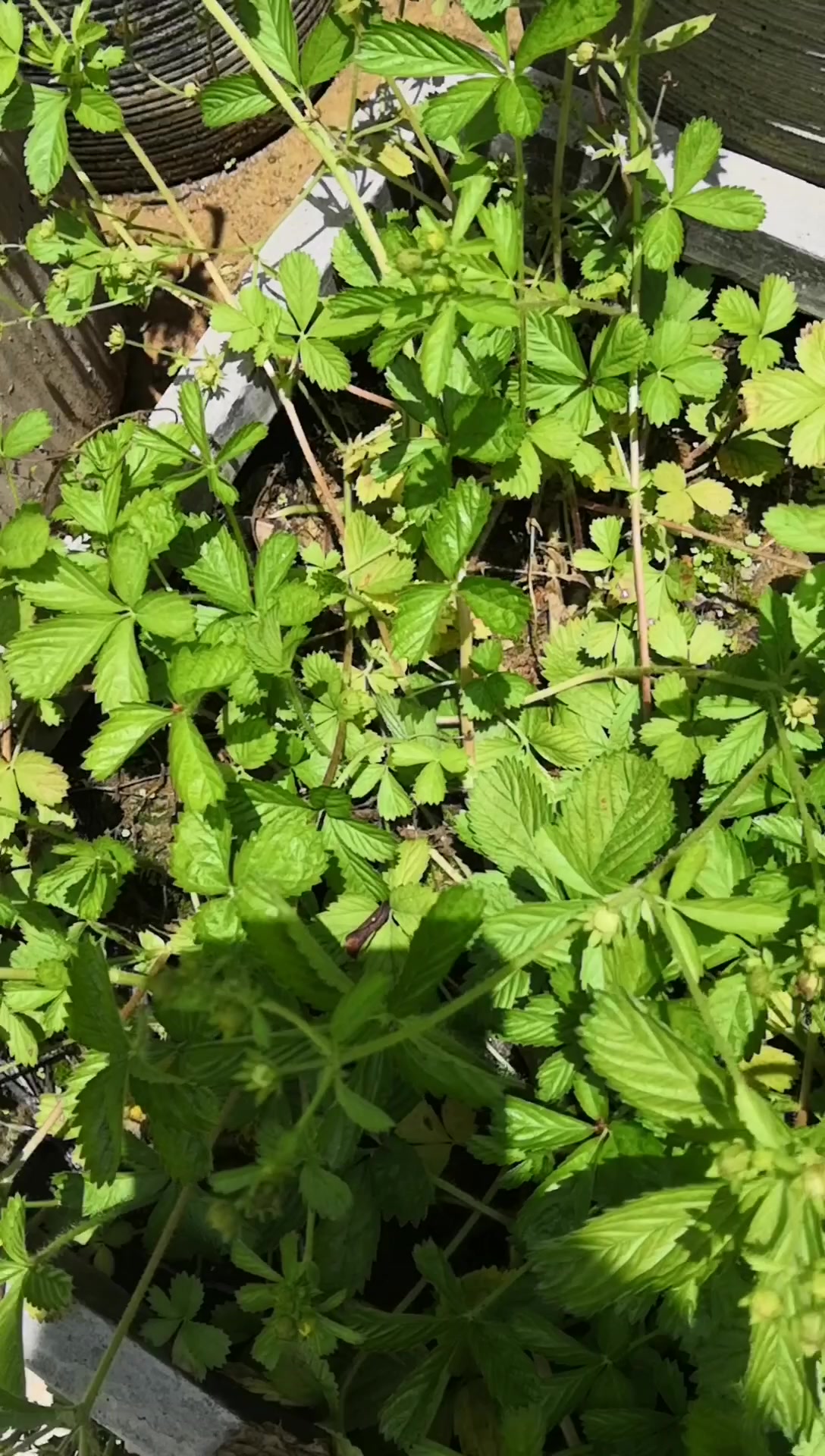 蛇含委陵菜,隐藏很深的草药
