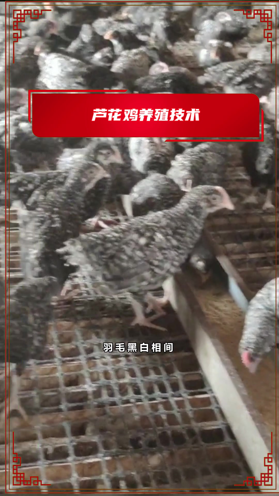 鸡苗到家,用加喂食醋法!可减少鸡白痢,肠道疾病,大大提高成活率