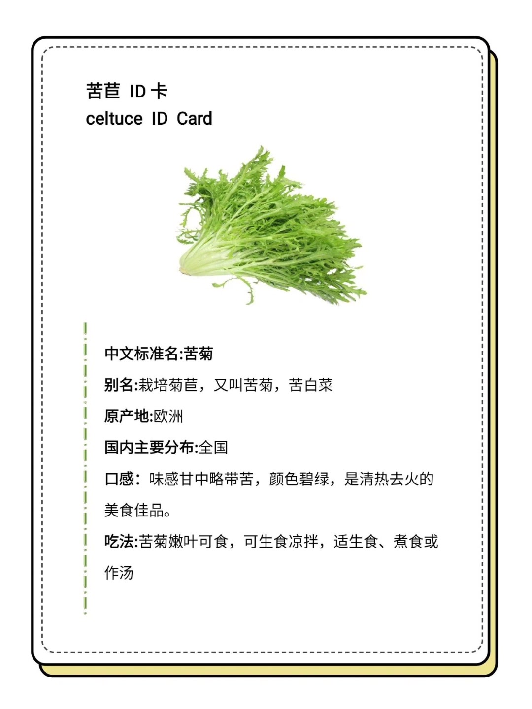 莴笋,贡菜,生菜,油麦菜都属于莴苣大家庭