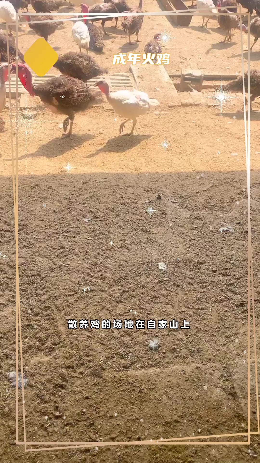 成年尼古拉火鸡