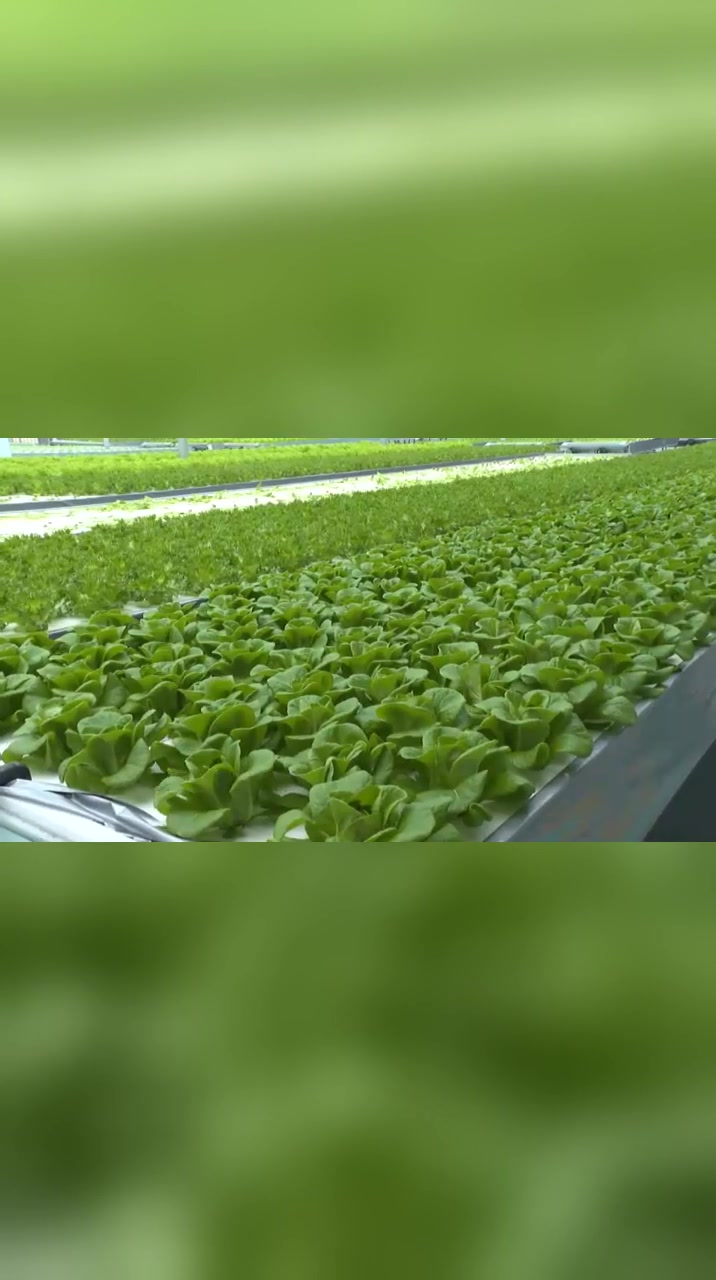余姚:水培蔬菜实现工厂化运作 智能管理提产还节约人力