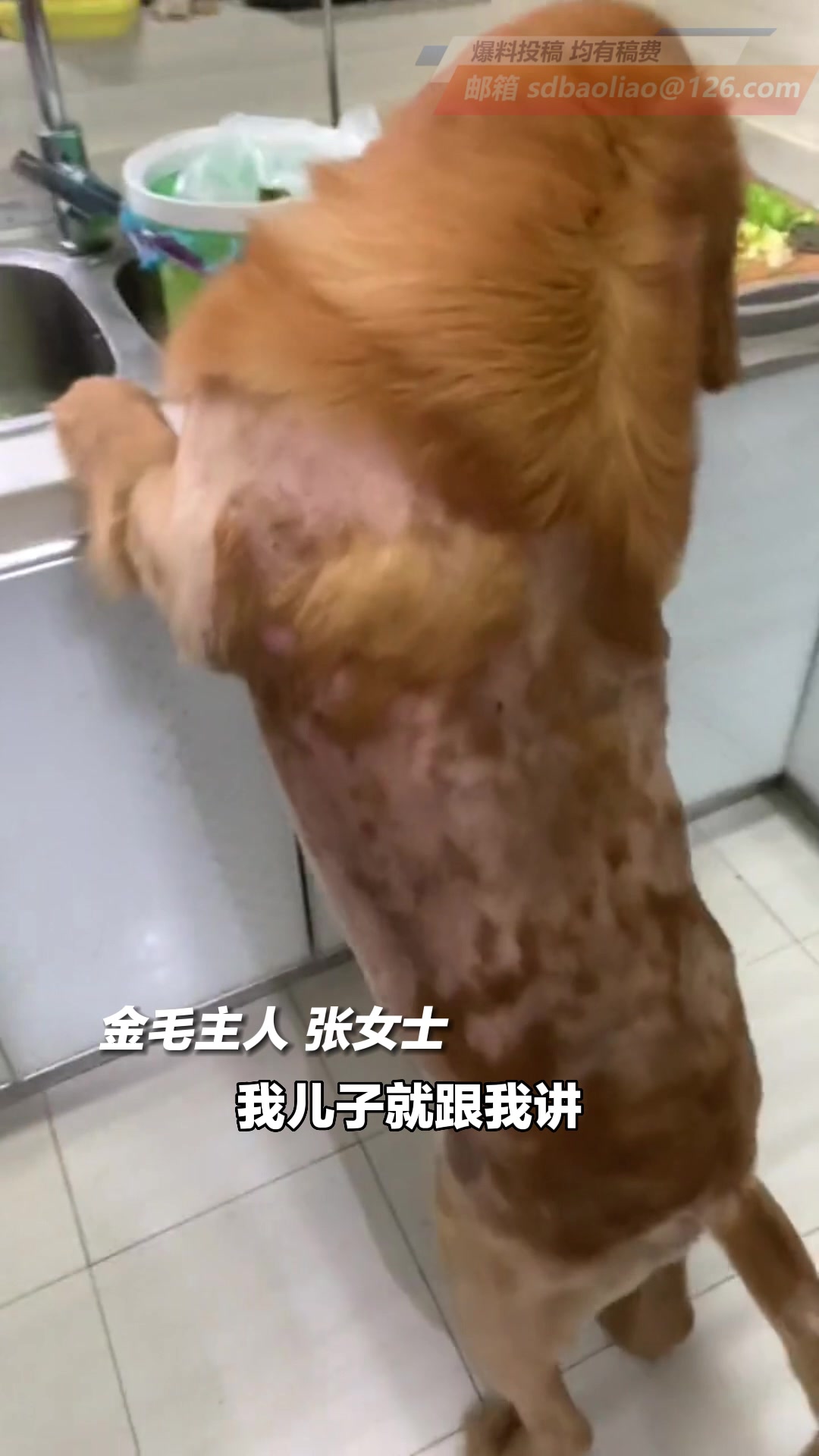 主人借蒸鱼豉油回来 发现鱼被自家狗子吃得只剩尾巴