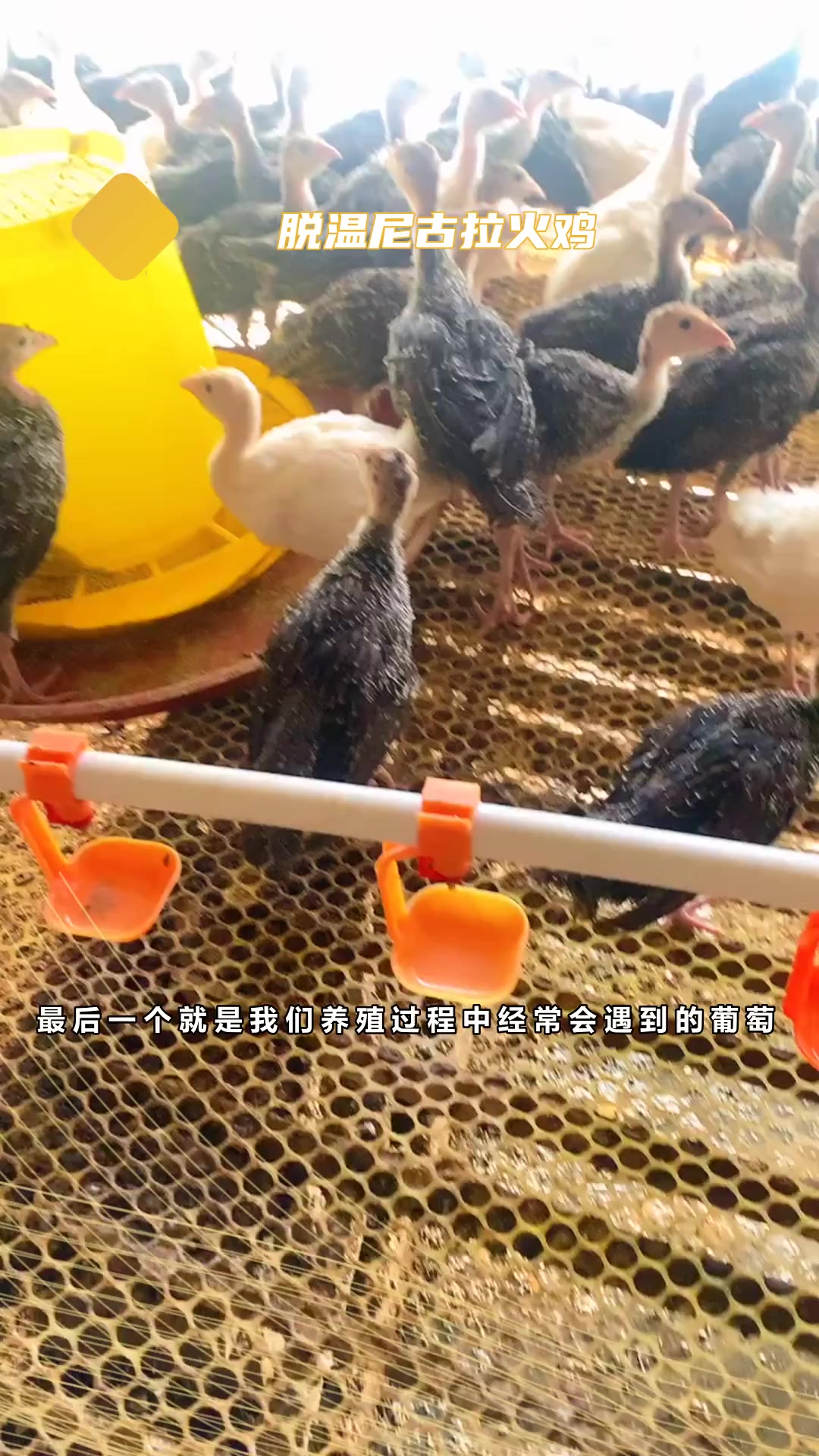 700系尼古拉火鸡苗