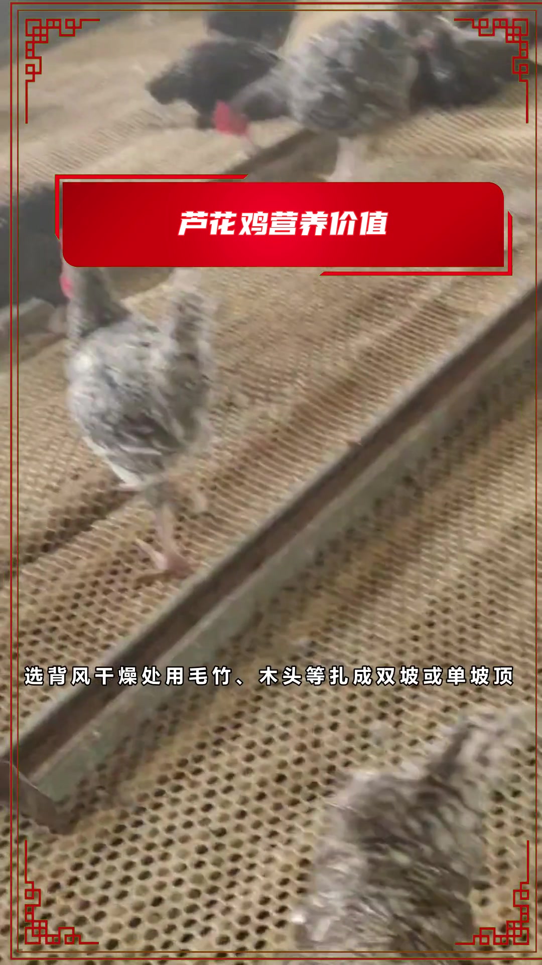 养鸡时给小鸡保温,如何正确管理,只要做好这三点鸡苗很好养