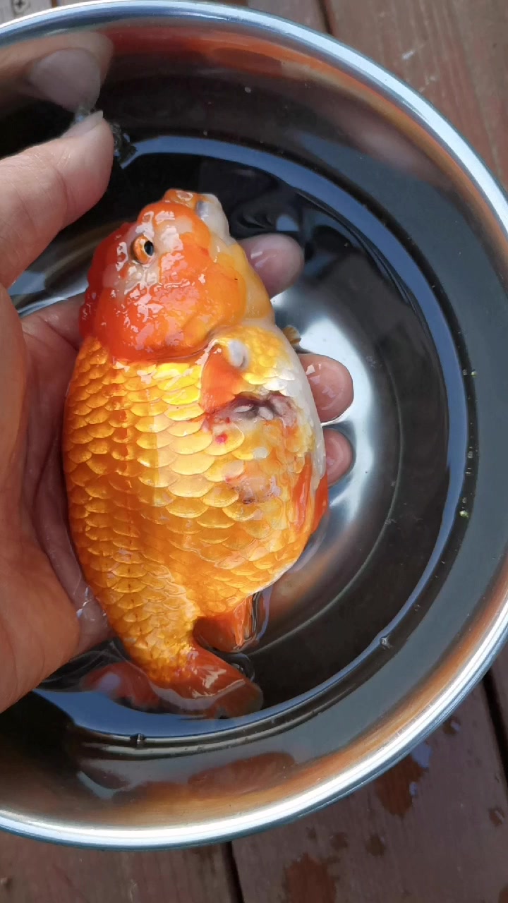 金鱼烂肉治疗方法