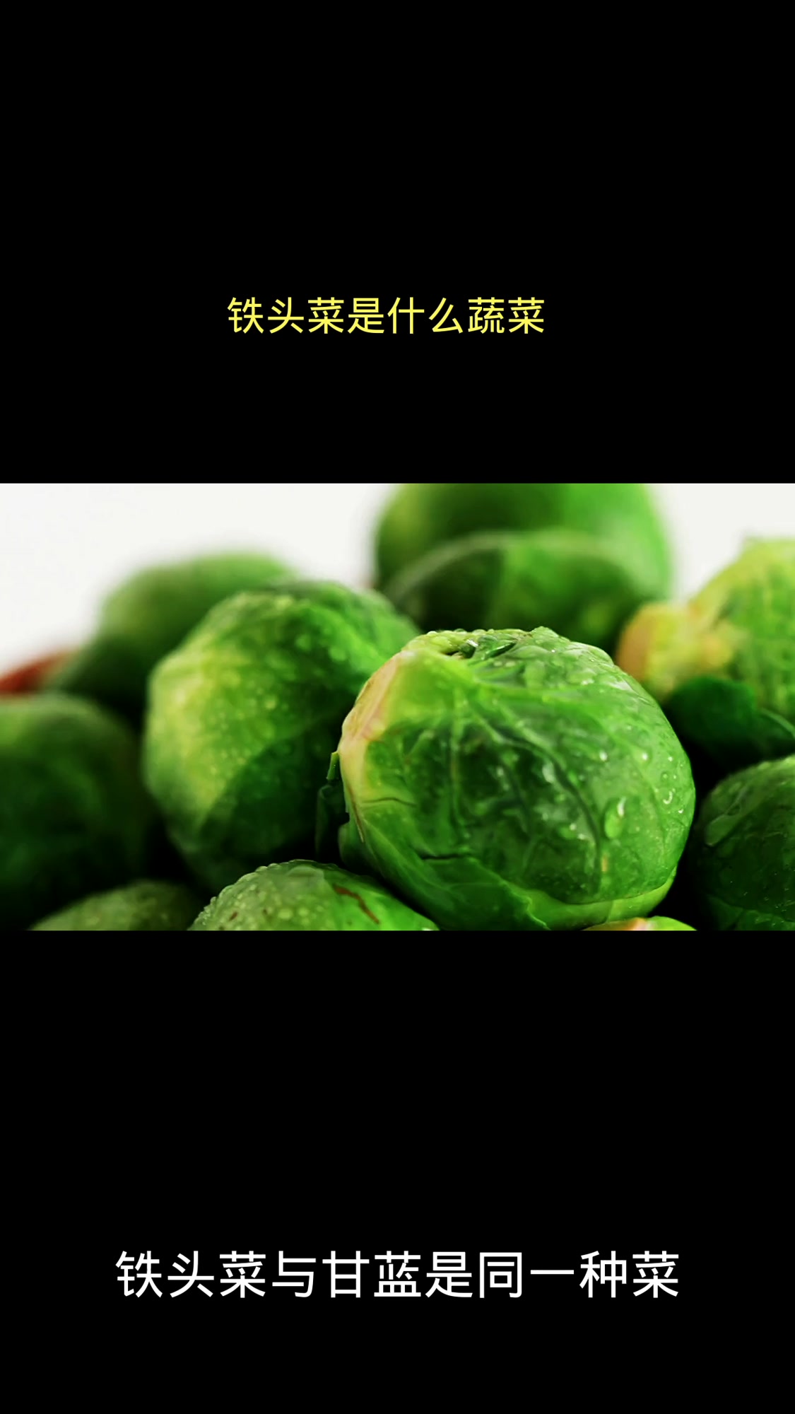 铁头菜是什么蔬菜