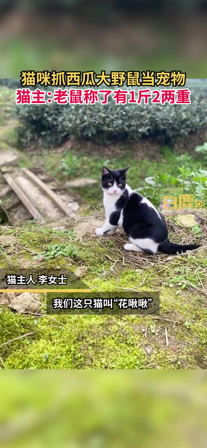 「猫咪抓西瓜大的野鼠当宠物,猫主:老鼠称了有1斤2两重「跪了」」6月16日,四川雅安。李先