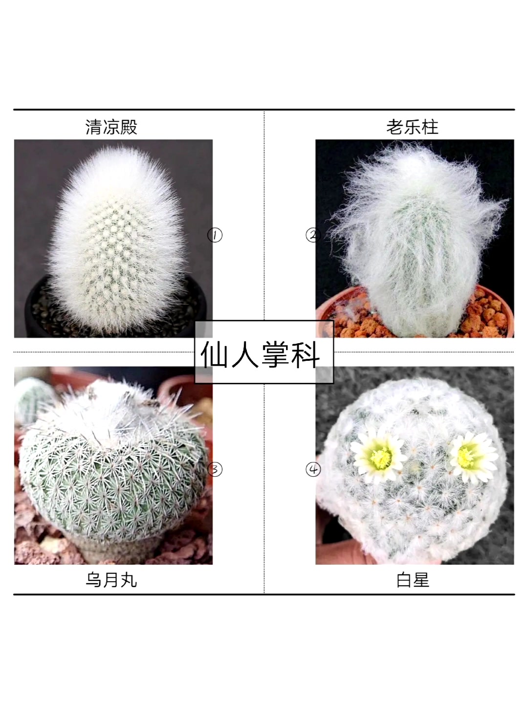 仙人掌品种大全,适合家庭种植