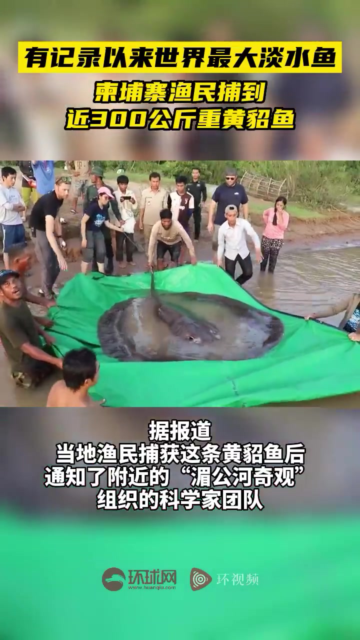有记录以来世界最大淡水鱼!柬埔寨渔民捕到近300公斤重黄貂鱼