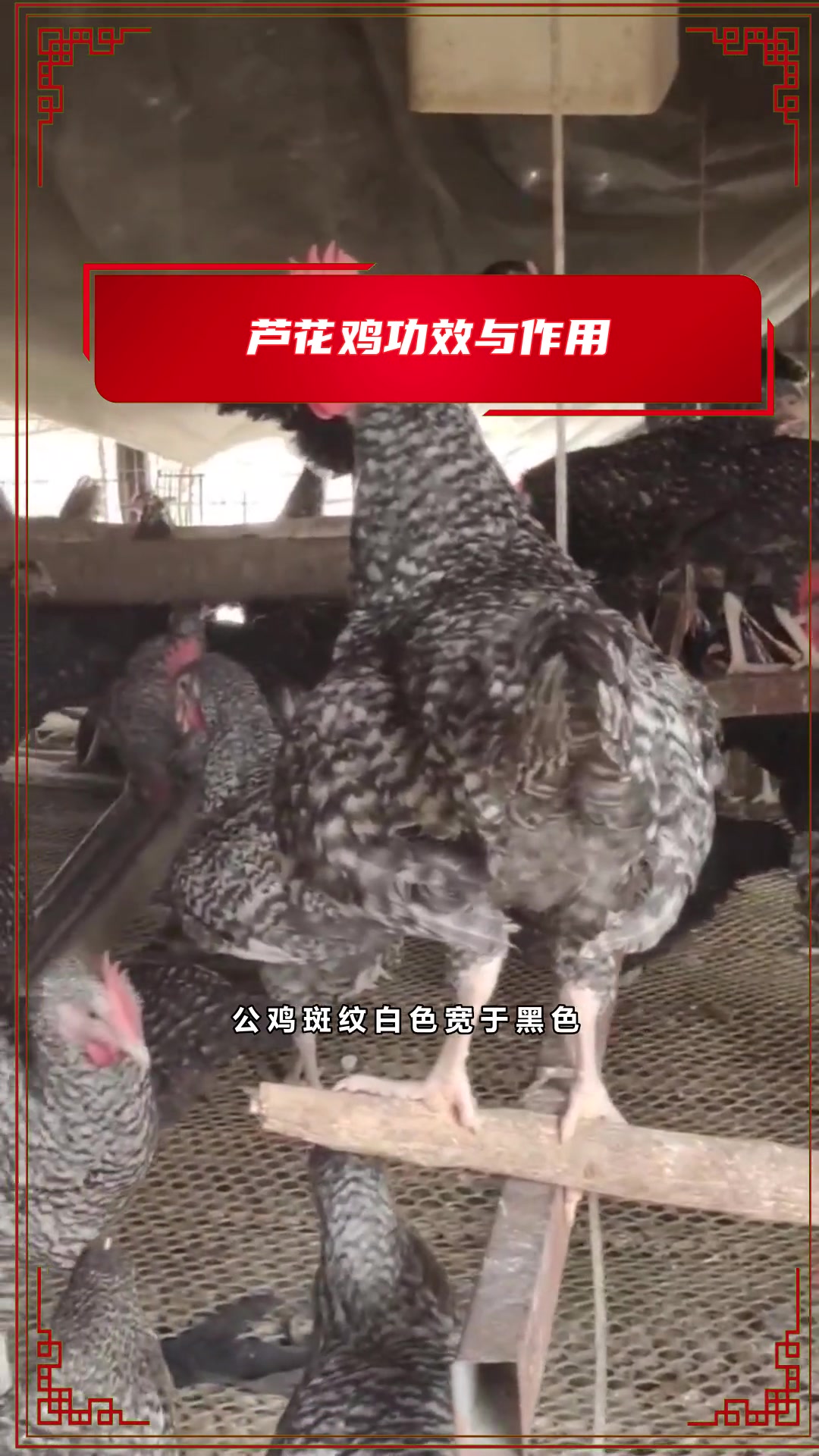 养鸡成活率99%是有技巧的,可以找我聊如何养好鸡