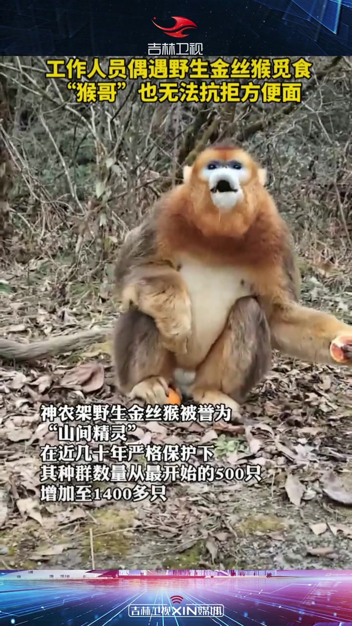 工作人员偶遇野生金丝猴觅食,“猴王”也无法抗拒方便面!吉林卫视 