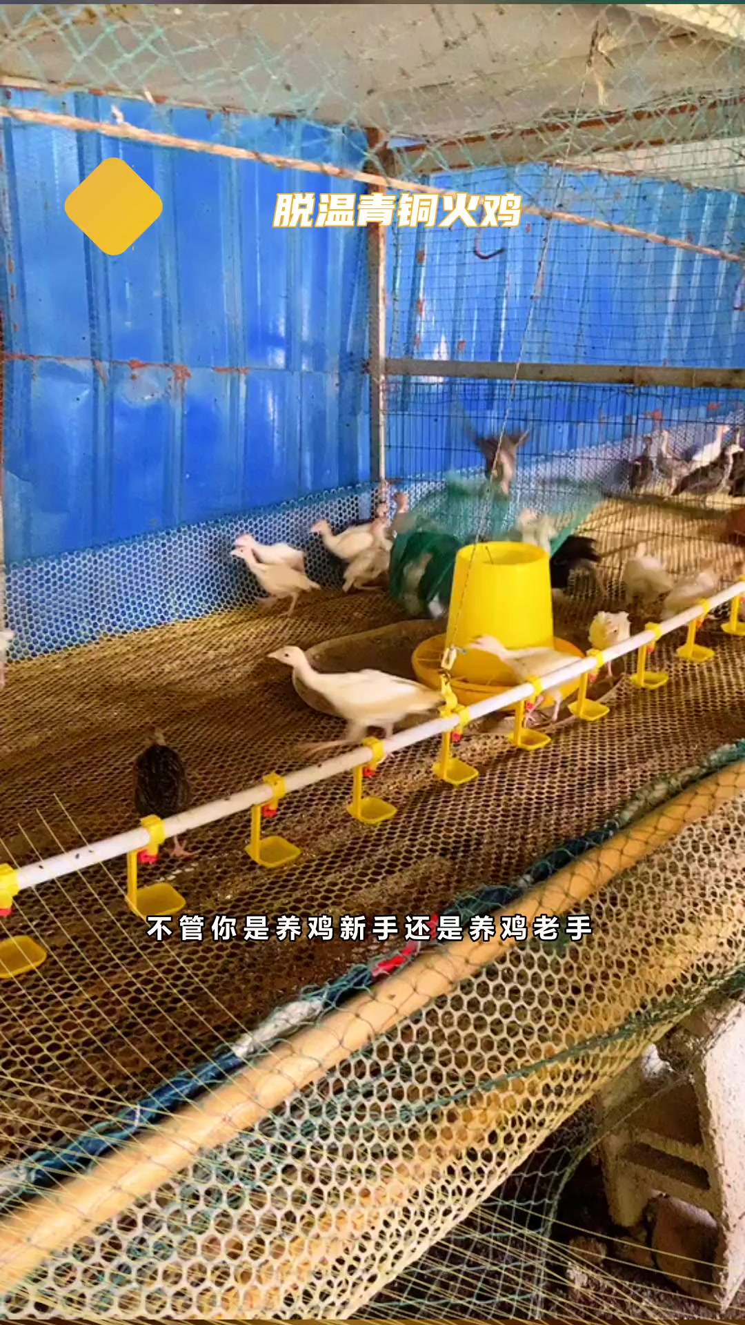 脱温尼古拉火鸡