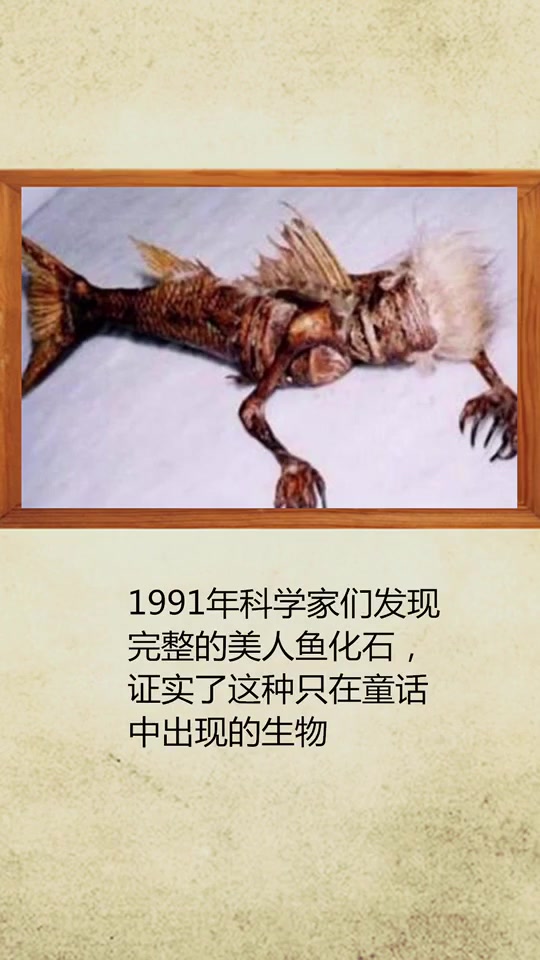 美人鱼之迷,你知道吗?!