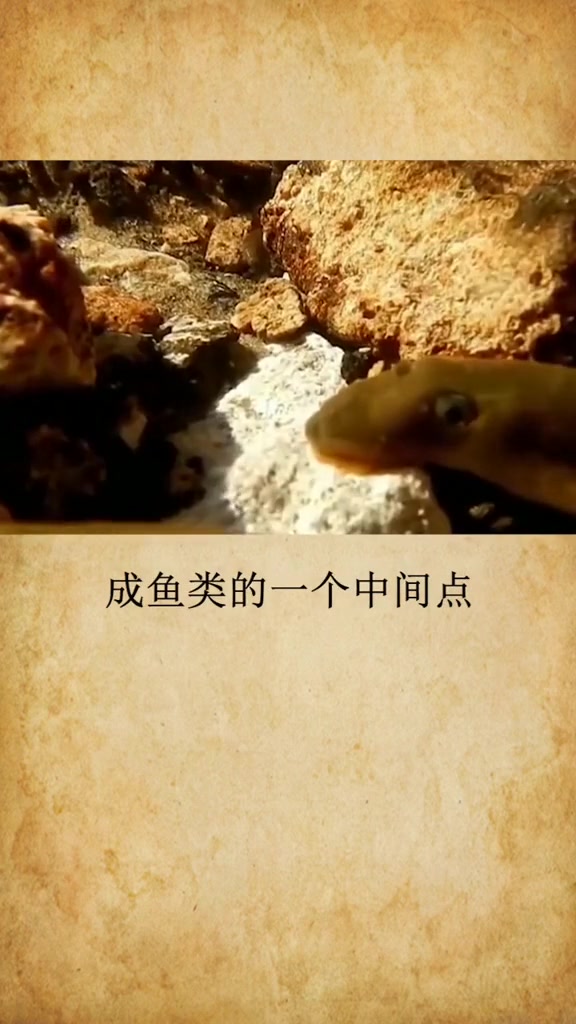 世界上最可怕的鱼,比食人鱼可怕百倍!