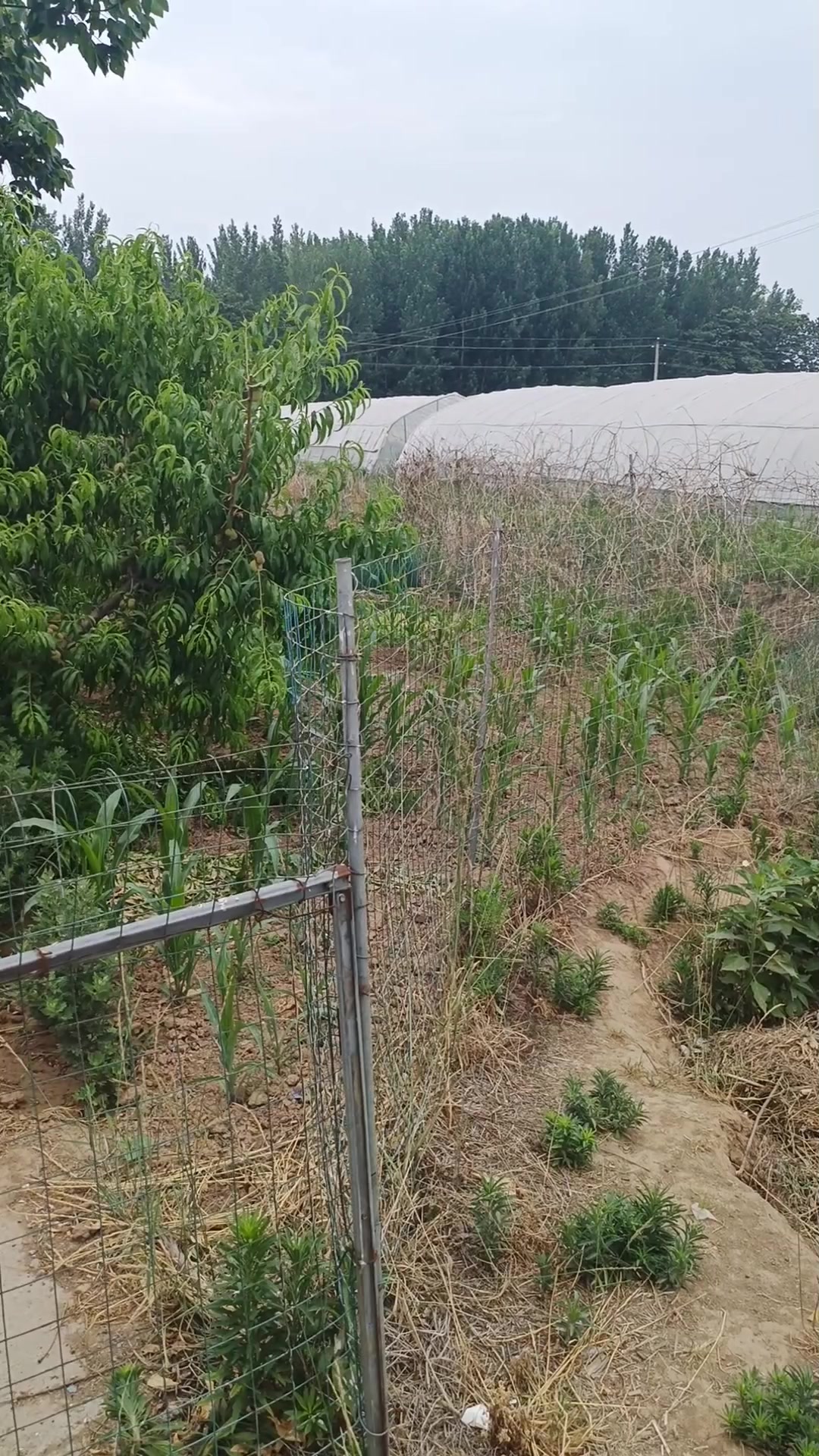 哪里能学到真正的蝎子养殖技术养蝎大王陈超峰讲解养蝎子经验