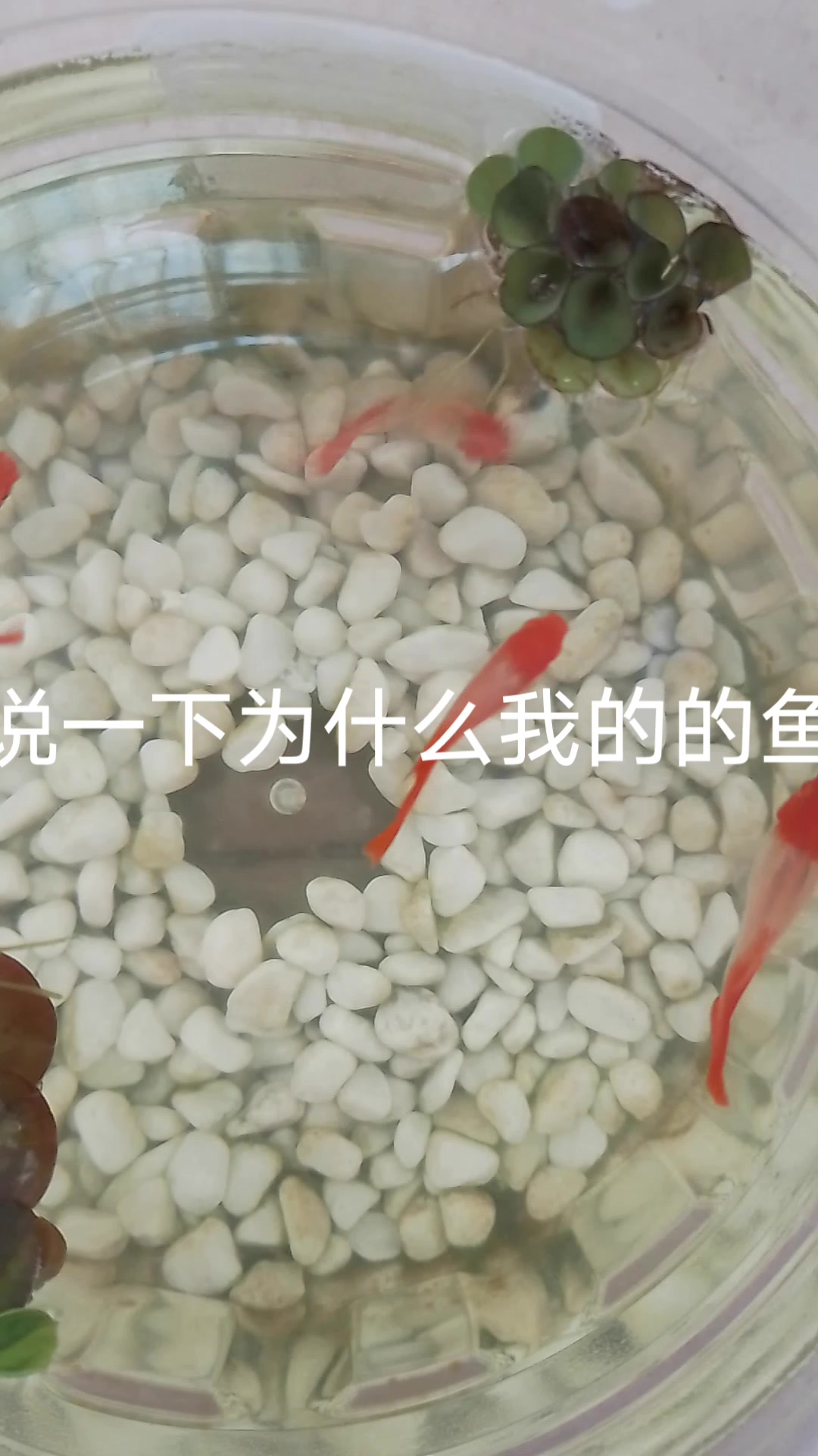我家孔雀鱼生病的原因