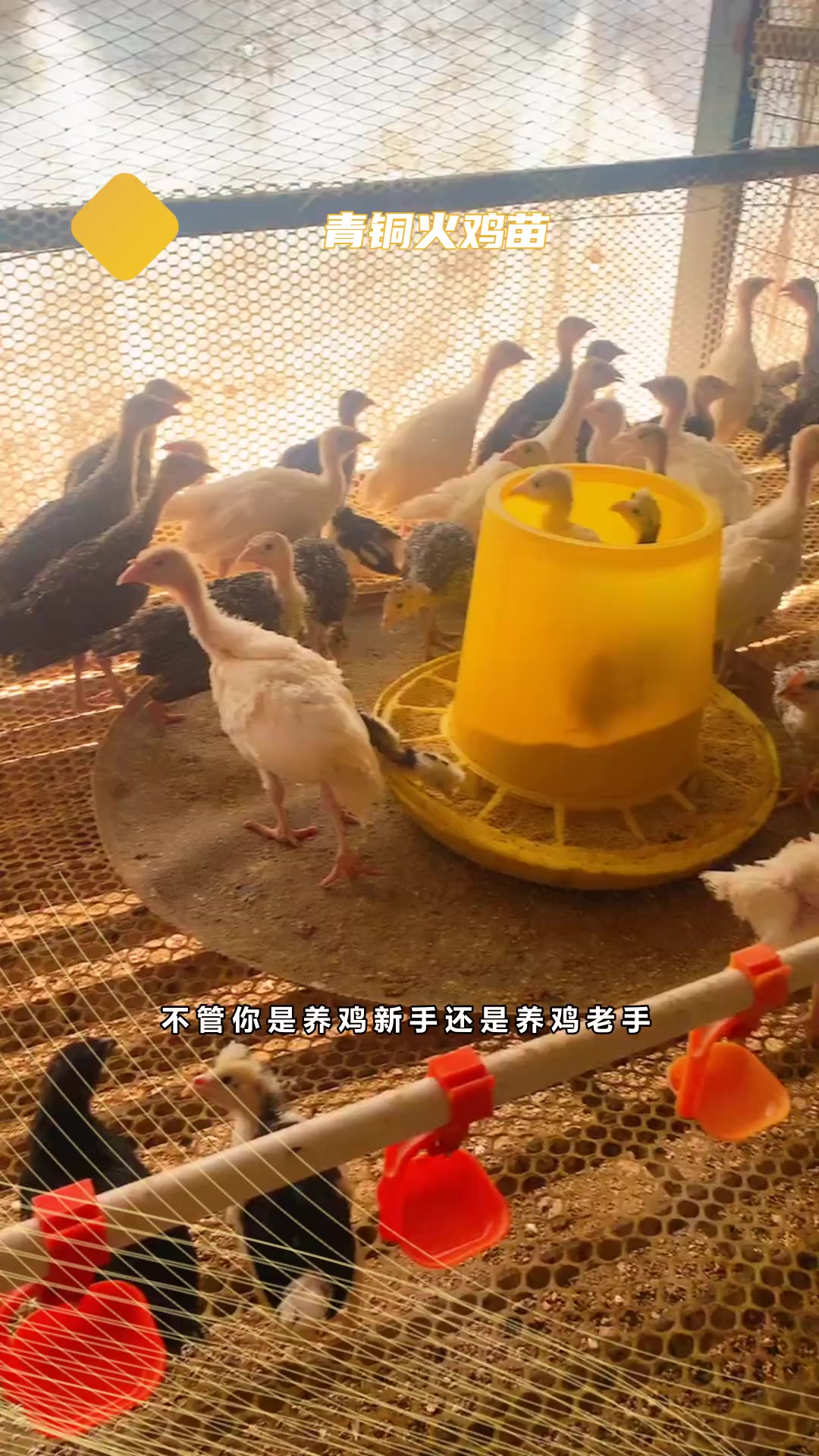 脱温青铜火鸡