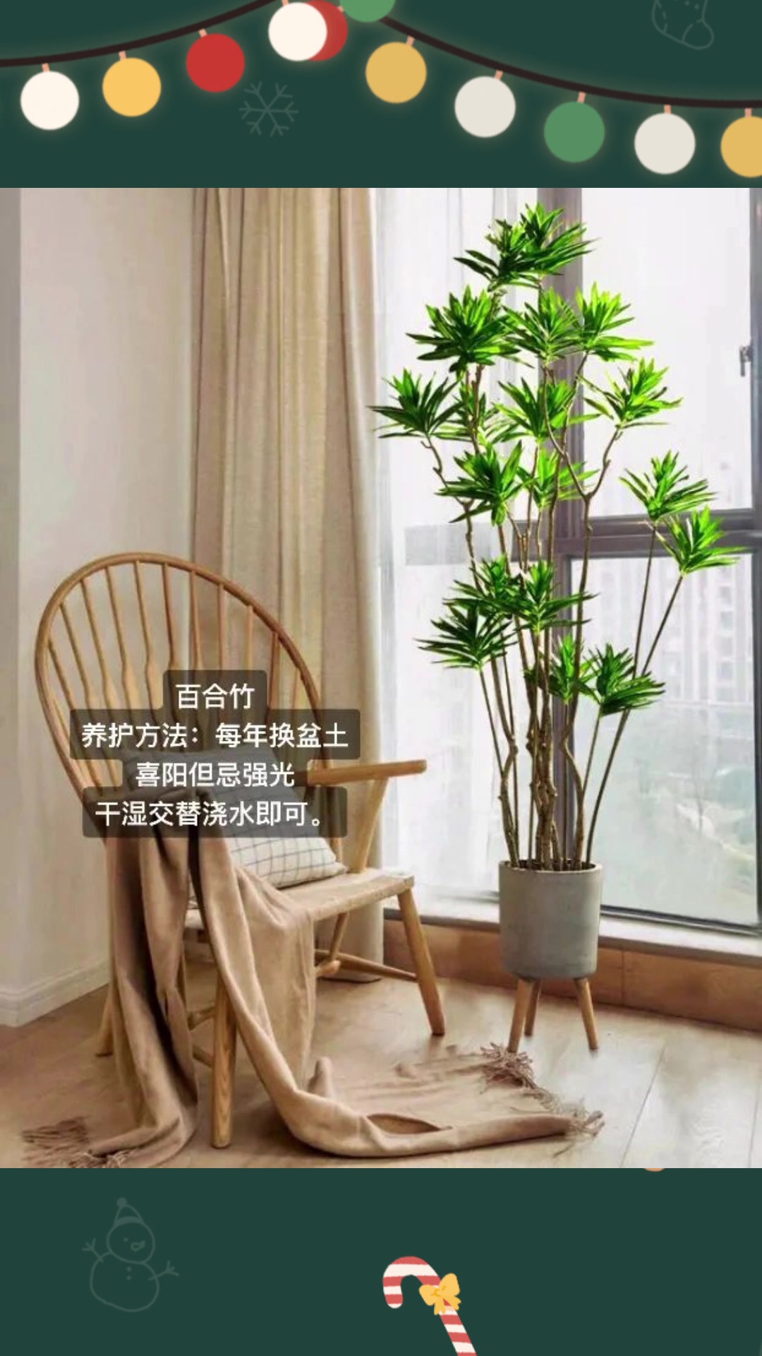 设计师常用的室内绿植,盆栽大全藏好啦!