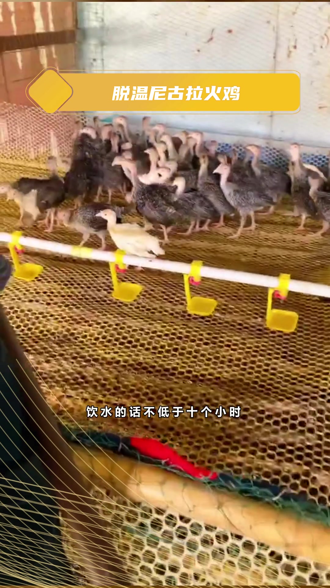 700系尼古拉火鸡苗