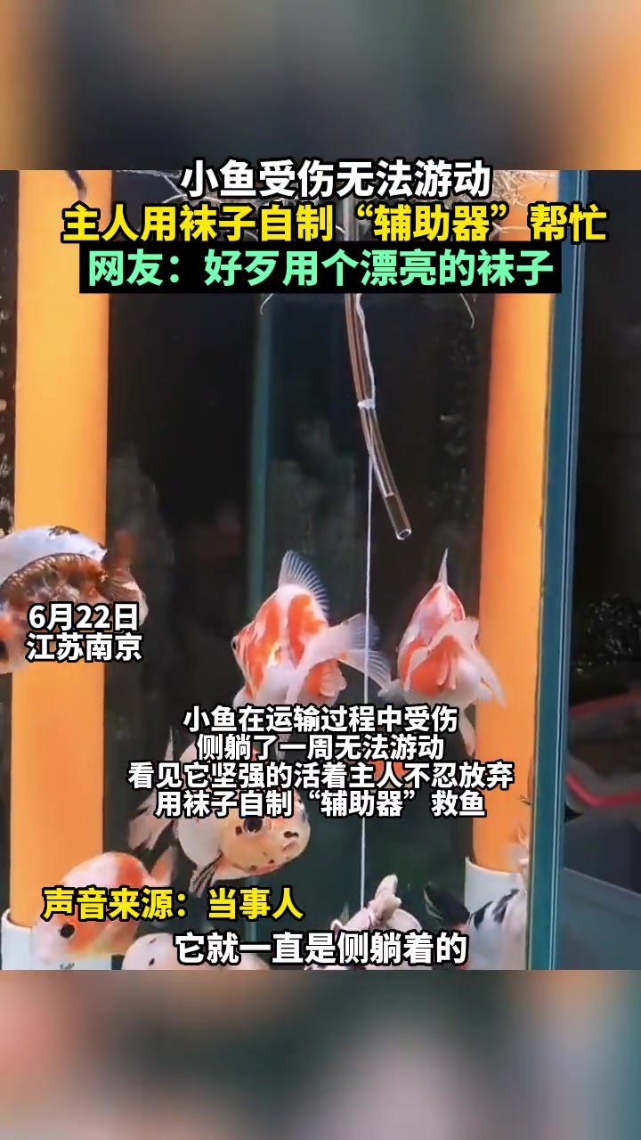 6月22日,江苏南京。小鱼在运输途中受伤只能侧躺,主人用袜子自制“辅助器”帮助它游泳,网友